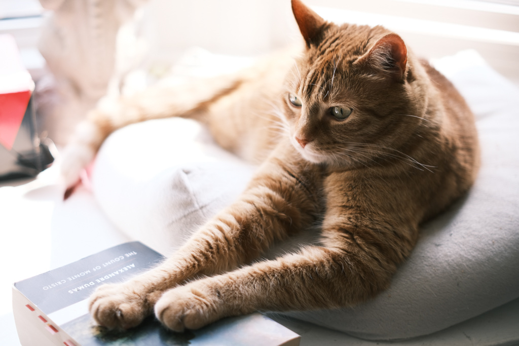 Sampson Breadworth the Third, an orange cat, sits on a cushion by a window, his paws daintily resting on a copy of the Count of Monte Cristo.
