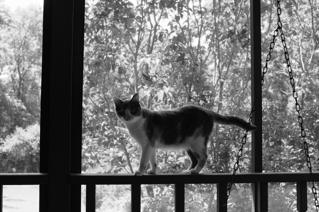 Ella, a dilute calico cat, stands on the railing of a screen porch patio, and looks at the camera inquisitively.